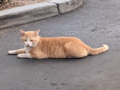 Felis catus