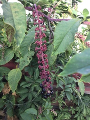 Phytolacca americana