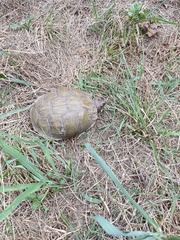 Terrapene carolina triunguis