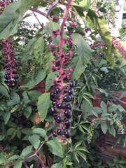 Phytolacca americana
