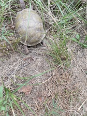 Terrapene carolina triunguis