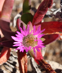 Carpobrotus aequilaterus