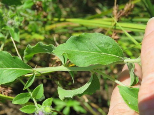 Blue Waterleaf (Hydrolea ovata) | Native Plant Guide