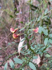 Bossiaea stephensonii