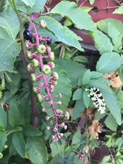 Phytolacca americana
