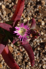 Carpobrotus aequilaterus