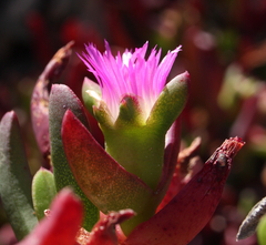 Carpobrotus aequilaterus