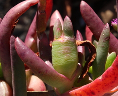 Carpobrotus aequilaterus