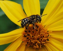 Anthidium vigintiduopunctatum