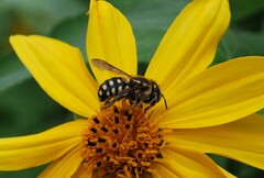 Anthidium vigintiduopunctatum