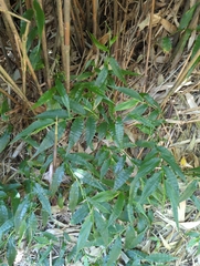 Ichnanthus pallens