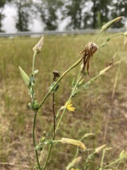Tragopogon borysthenicus