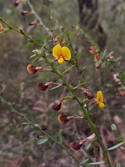 Bossiaea stephensonii