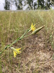 Tragopogon borysthenicus