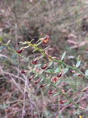 Bossiaea stephensonii