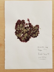 Callophyllis flabellulata