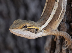 Lophognathus gilberti