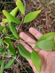 Persoonia laurina