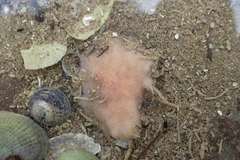 Leptoplanoidea