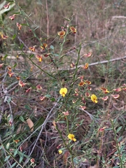 Bossiaea stephensonii