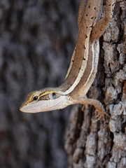 Lophognathus gilberti