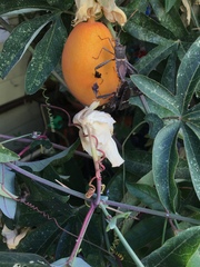 Leptoglossus zonatus