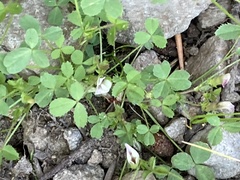 Trifolium monanthum