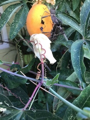 Leptoglossus zonatus