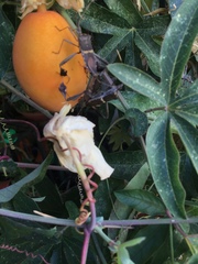 Leptoglossus zonatus