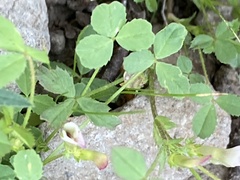 Trifolium monanthum