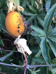 Leptoglossus zonatus