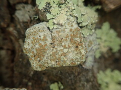 Lecanora queenslandica