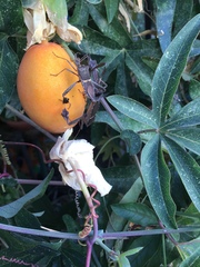 Leptoglossus zonatus