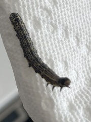Pyrrhia