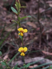 Bossiaea stephensonii