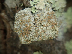 Lecanora queenslandica
