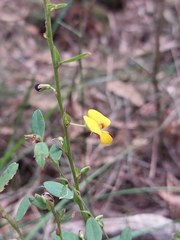 Bossiaea stephensonii