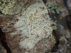 Lecanora queenslandica