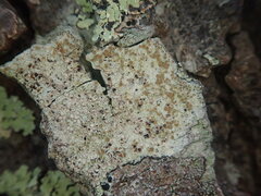 Lecanora queenslandica