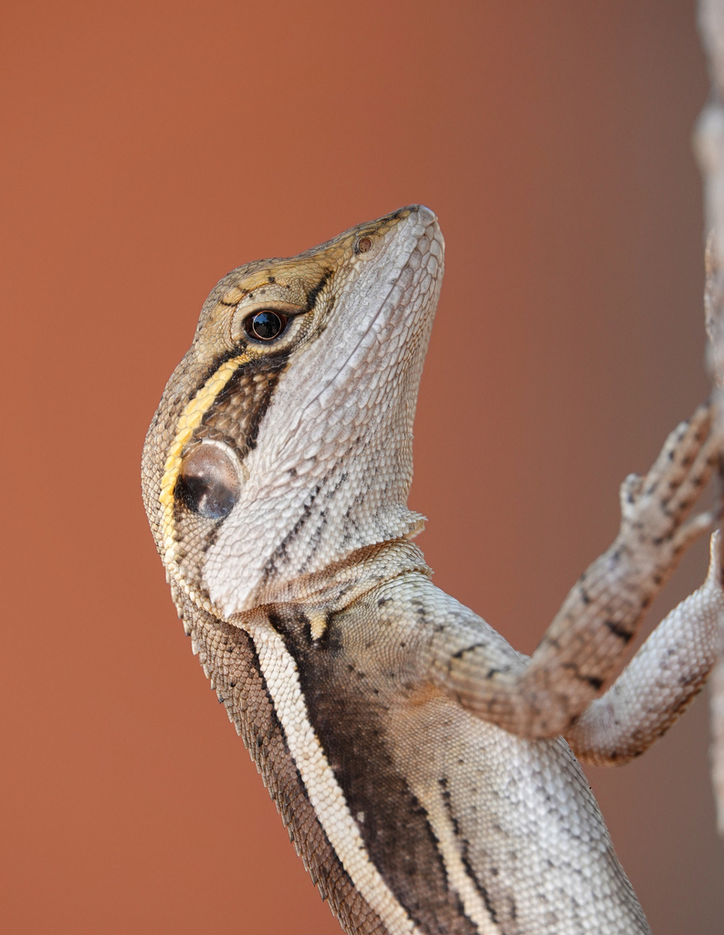 Northern Lashtail Dragons