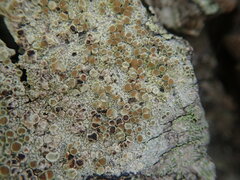 Lecanora queenslandica