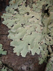 Flavoparmelia haywardiana