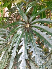Plerandra elegantissima