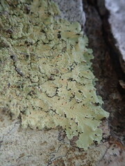 Flavoparmelia haywardiana