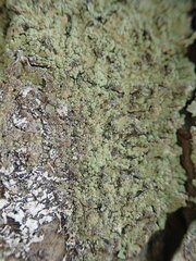 Flavoparmelia haywardiana