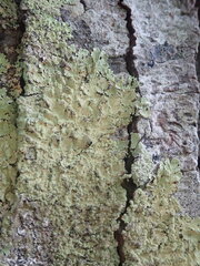 Flavoparmelia haywardiana