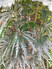 Plerandra elegantissima