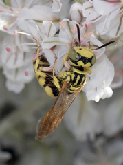 Philanthus multimaculatus