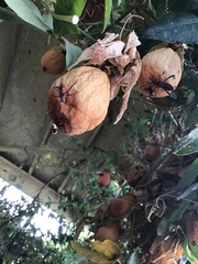 Leptoglossus zonatus