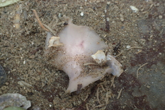 Leptoplanoidea